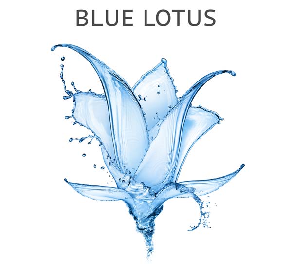 Buy Blue Lotus