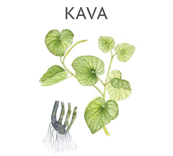 Buy Kava Root